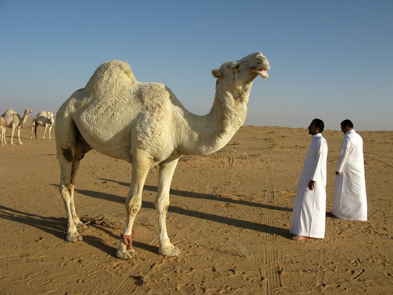 A camel standing in the desert