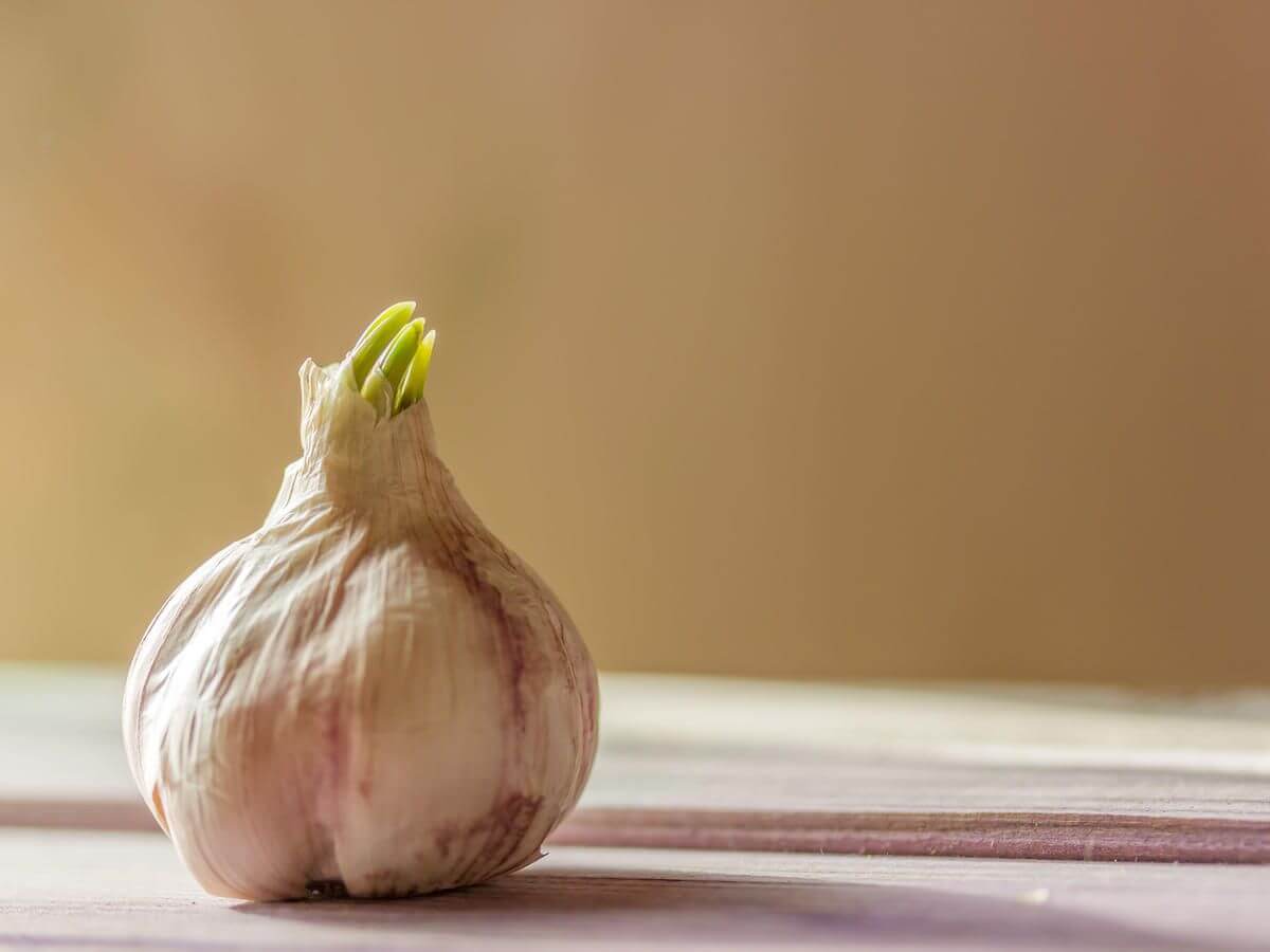 Ways to use Garlic seeds