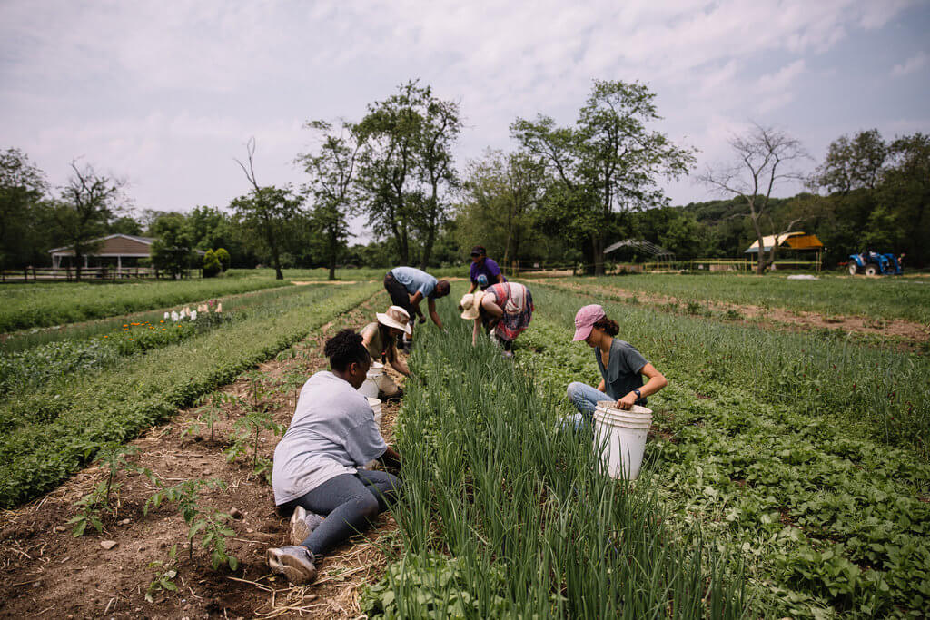 Lear Something In The Queens County Farm Museum