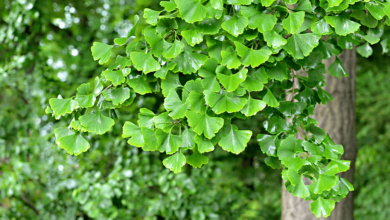 Ginkgo Biloba