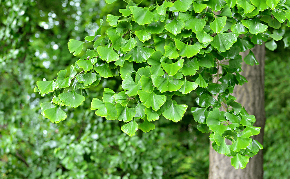 Ginkgo Biloba