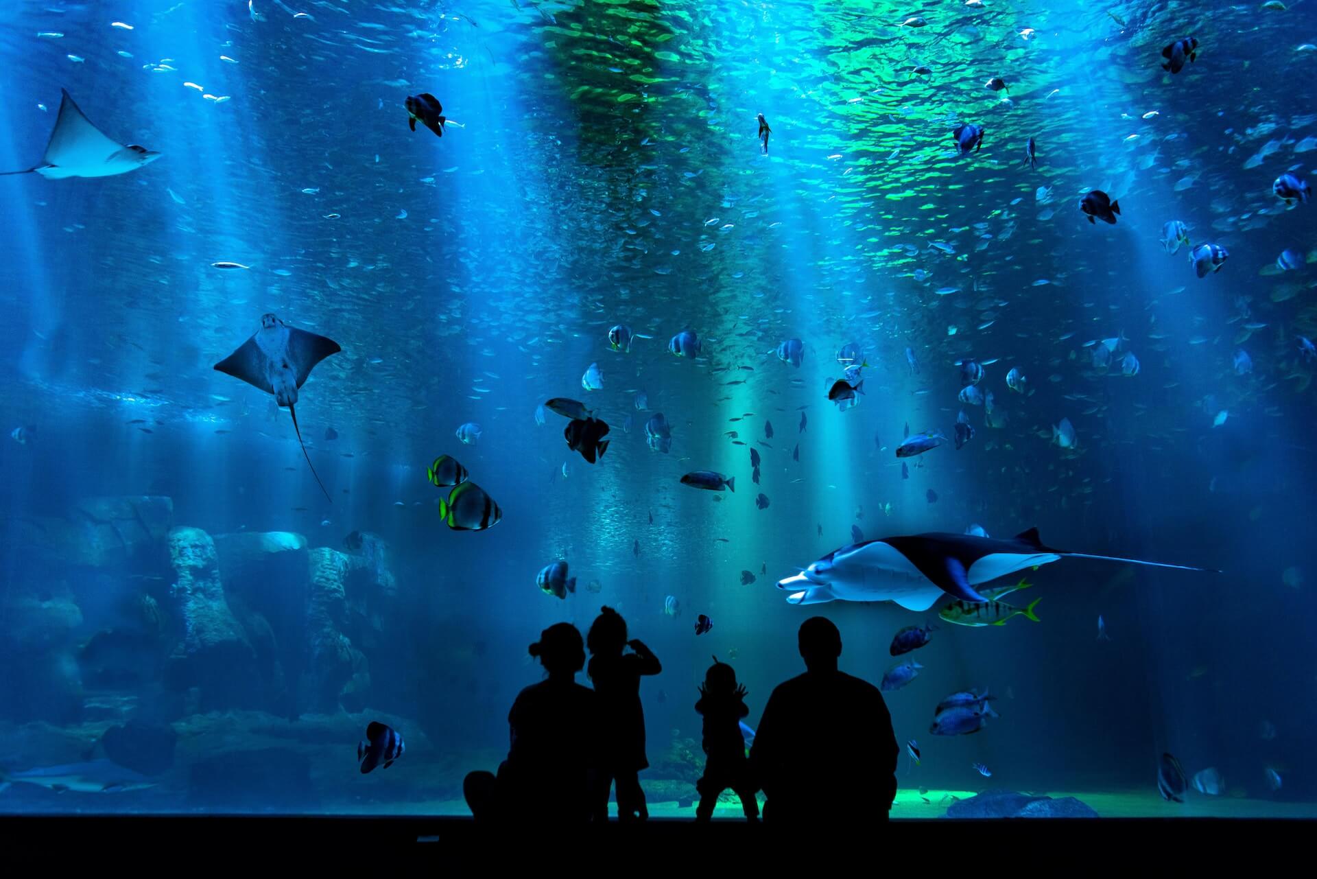 People in front of an aquarium