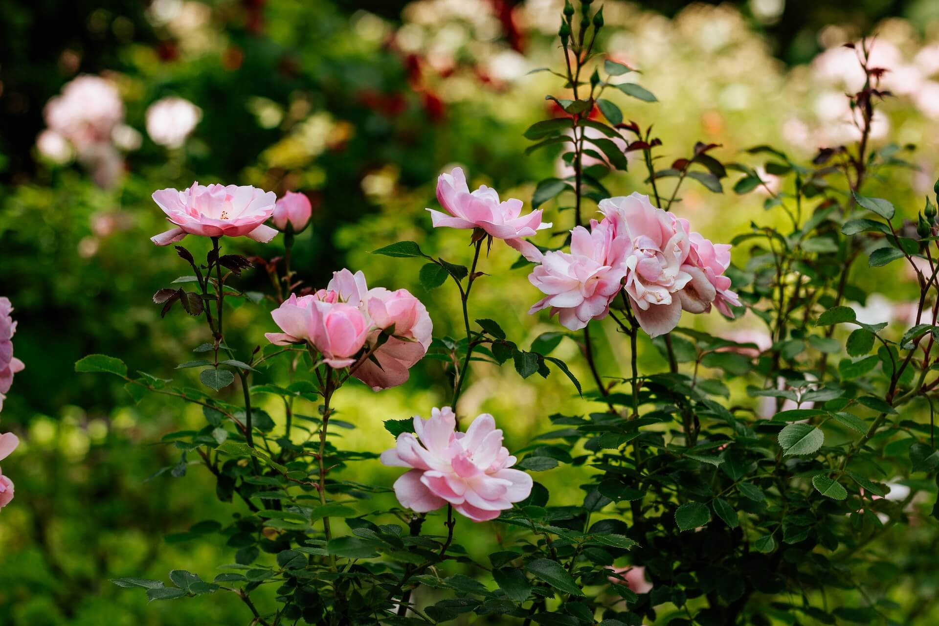 Pink flowers in a garden