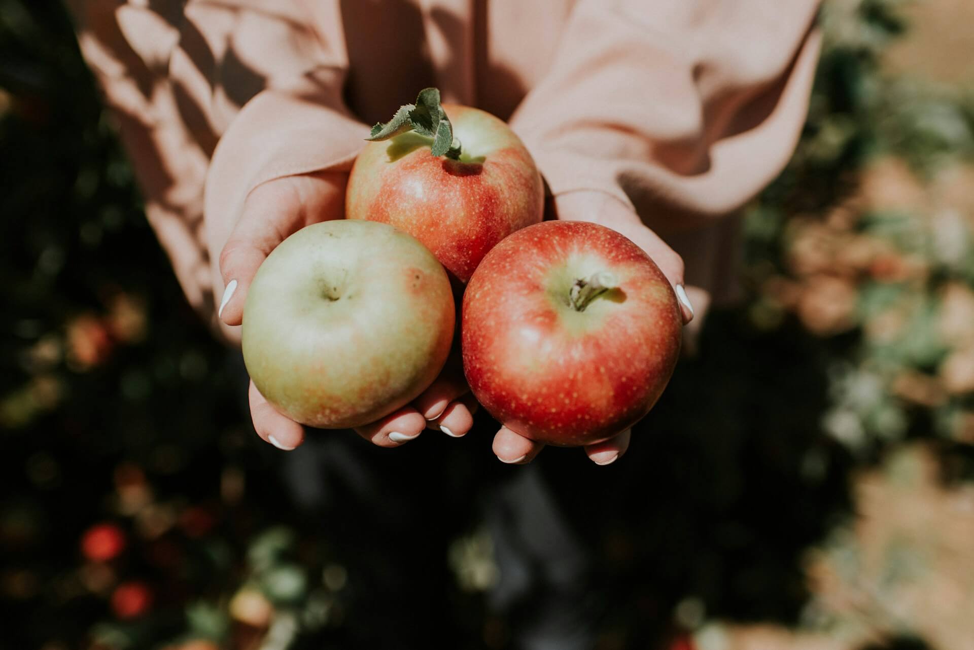 Close-up of a person holding a few apples in their hands.