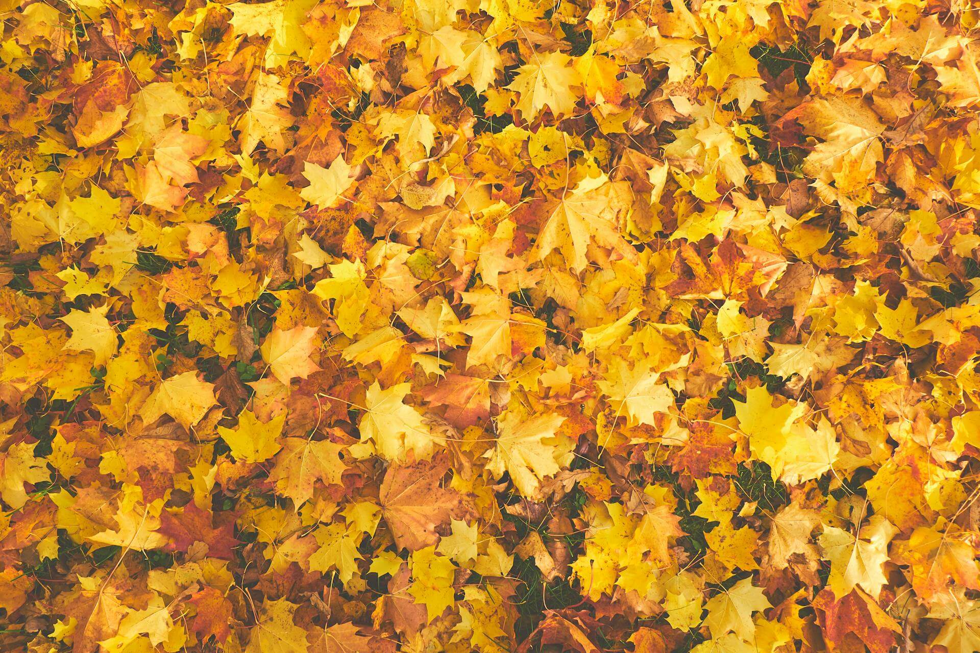 Golden, yellow, and orange leaves on the ground.