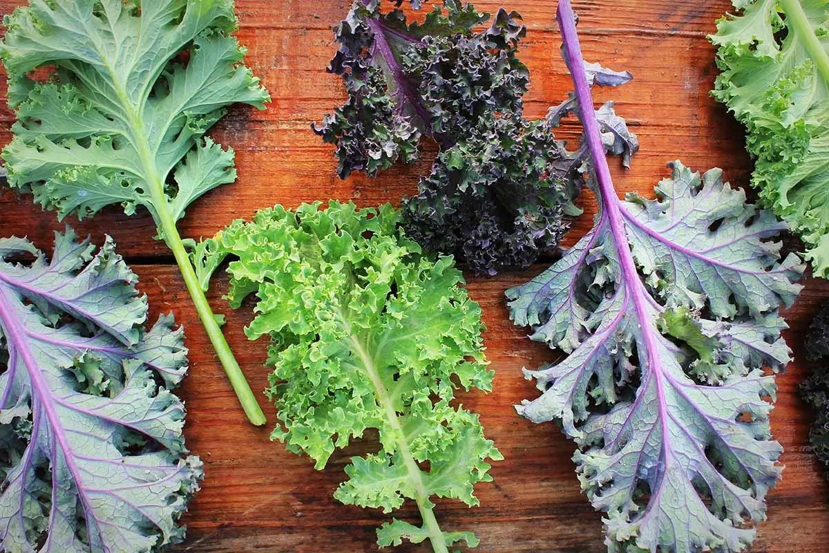 type of Kale